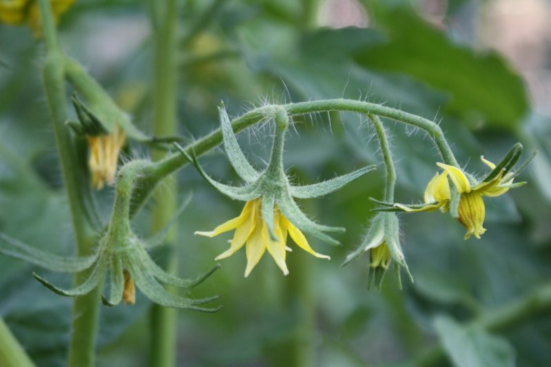 Tips On Starting A Vegetable Garden For Beginners