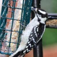 Backyard Critters: Birdfeeder Basics