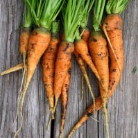 Learn the Tricks to Grow Tasty Carrots in Your Backyard