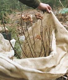 cover-bushes