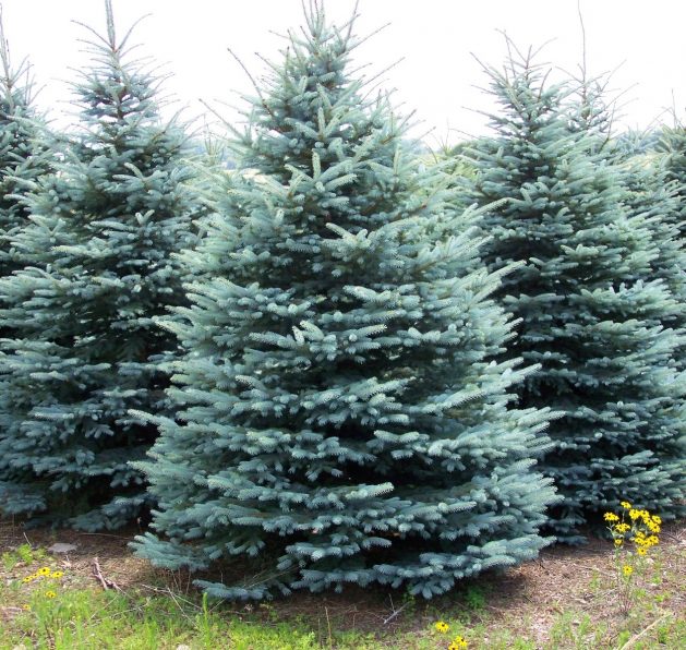 colorado-blue-spruce