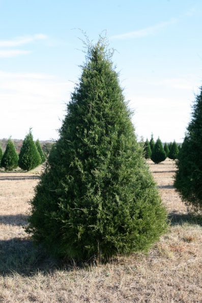 Your Guide to Evergreen Christmas Trees