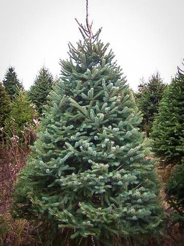 white-spruce