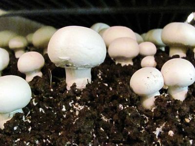 How to grow mushrooms