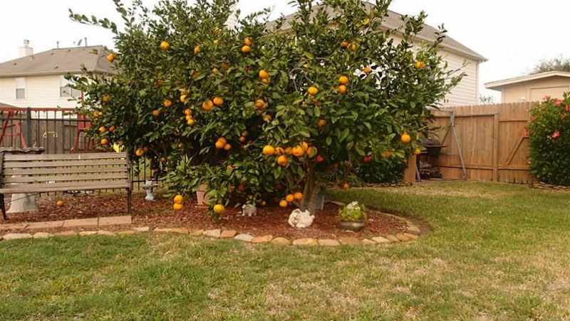 أفضل مكان لوضع شجرة فاكهة في حديقتك