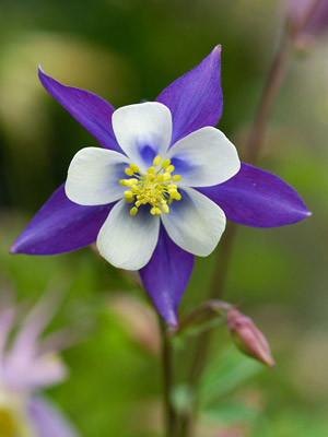 Summer Perennial Flowers Available In Many Colors This Flower Begins Blooming The Spring And Blooms Throughout Summer