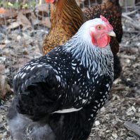 A Guide to Backyard Chickens for Beginners