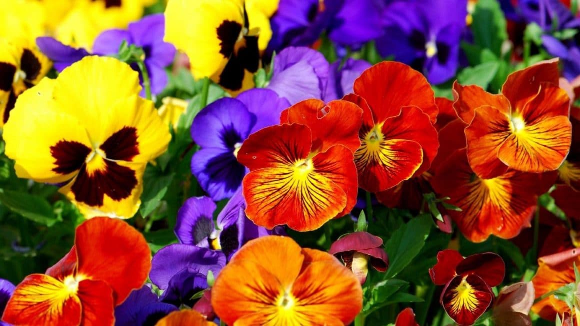 26 Vibrant Springtime Flowers to Spruce Up Your Yard
