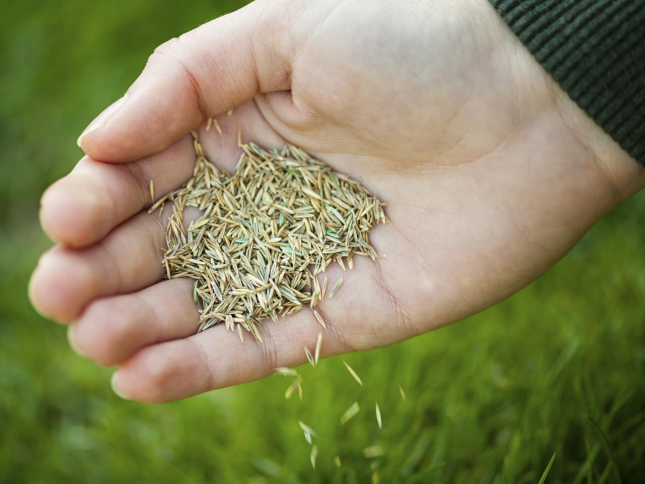 Best Grass Seeds Nz at Cynthia Morris blog