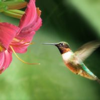 How to Invite Hummingbirds to Your Yard