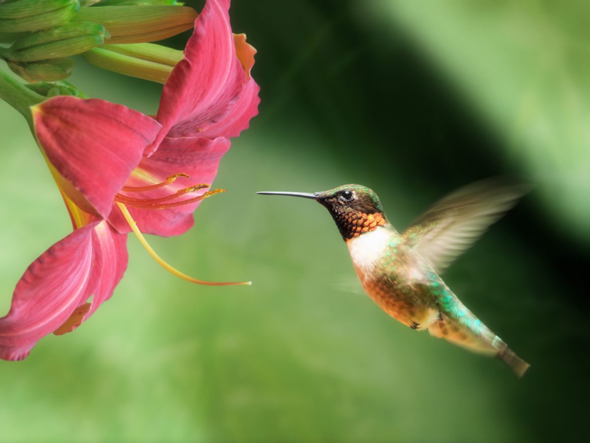 How To Invite Hummingbirds To Your Yard