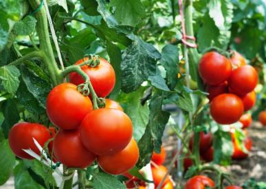 Growing Tomatoes From Seeds A Step By Step Guide - 