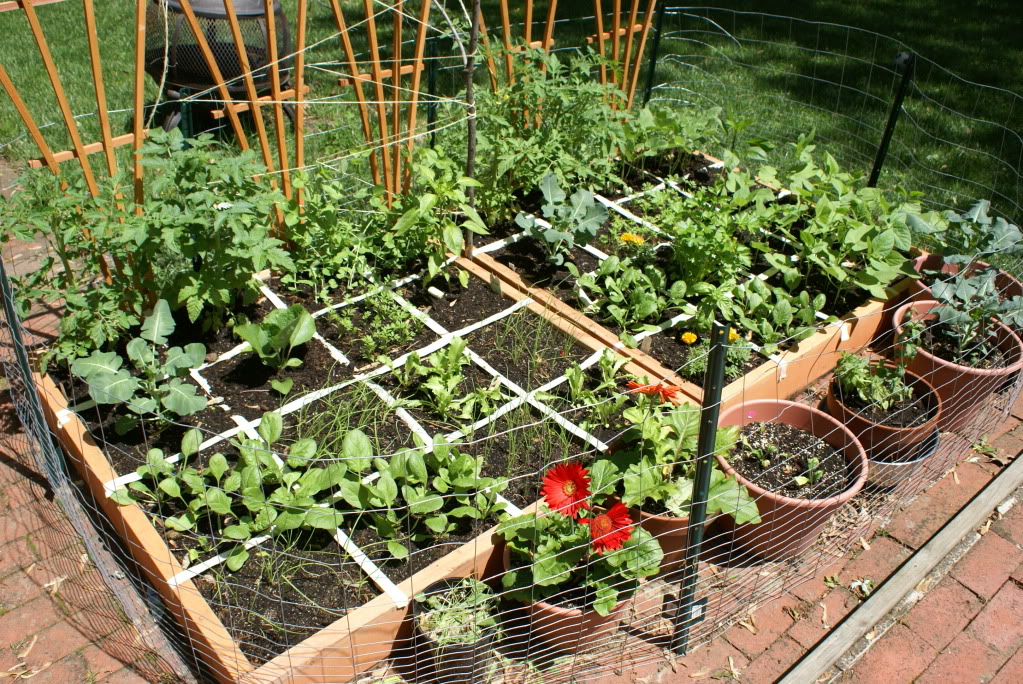 small space raised bed vegetable garden layout