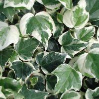 Best Plants for Groundcover