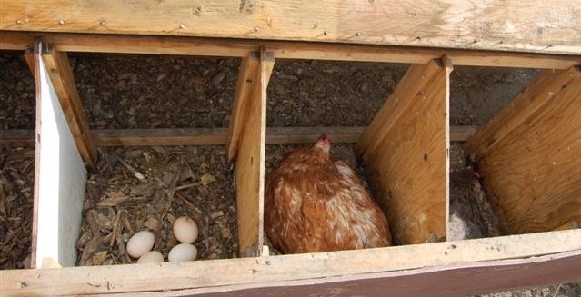 Do Your Backyard Chickens Need a Tractor 