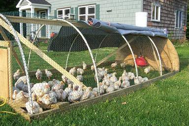 Do Your Backyard Chickens Need A Tractor