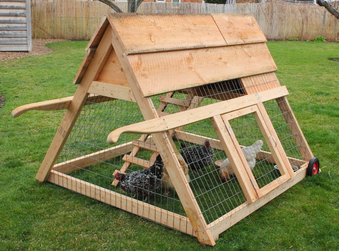 Do Your Backyard Chickens Need a Tractor?