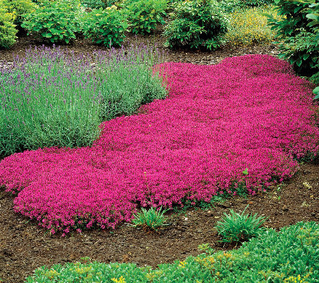 Best Plants For Groundcover, Which Thyme Is Best For Ground Cover