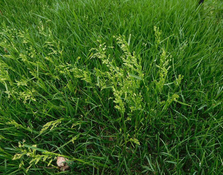 11 Common Lawn Weeds to Destroy Before Sowing New Grass