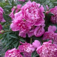 Curing Diseases in Your Peony Bushes