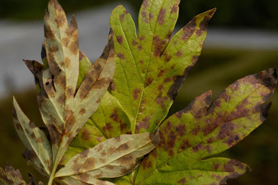 Curing Diseases in Your Peony Bushes