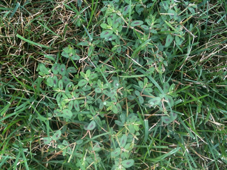 weeds lawn spurge grass common weed rid seed getting