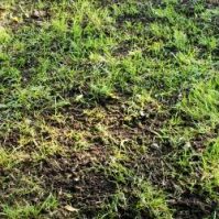 Grass Seed 101: Patching Bare Spots in Your Yard