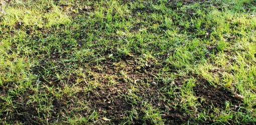 Gr Seed 101 Patching Bare Spots In Your Yard Gr Seed 101 Patching Bare Spots In Your Yard