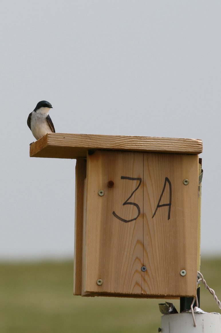 all-about-birdhouses