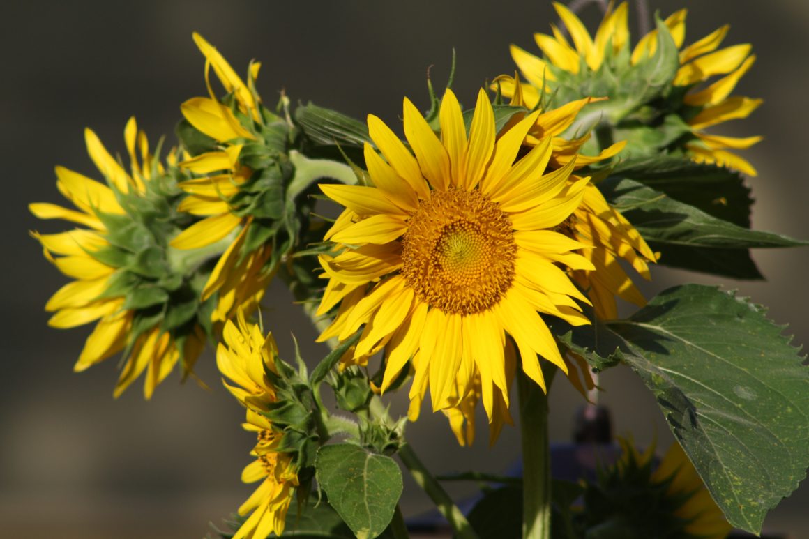 Brighten Up Your Yard with Sunflowers