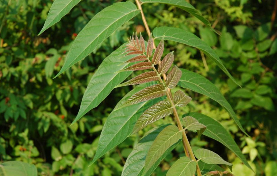 13 Harmful Backyard Plants to Avoid