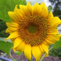 Brighten Up Your Yard with Sunflowers