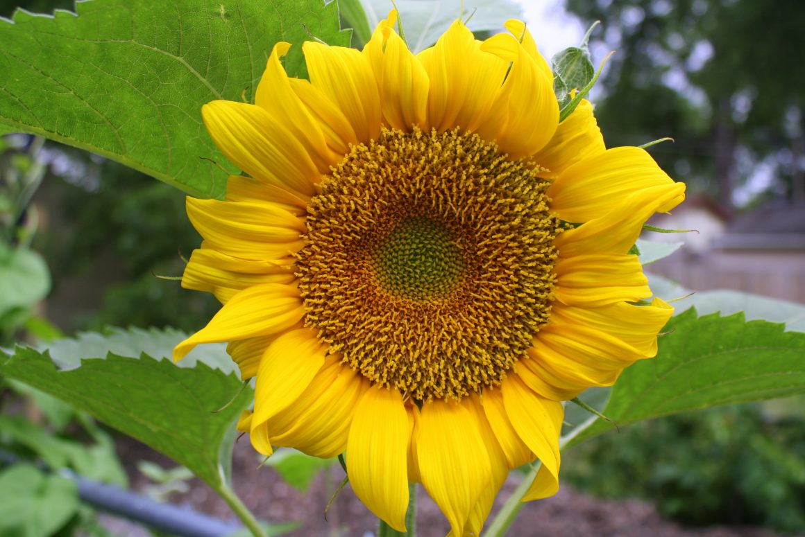 Brighten Up Your Yard with Sunflowers