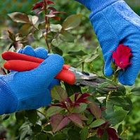 Simple Guide to Pruning Roses