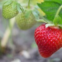 Tips for Picking the Ripest Fruits and Vegetables