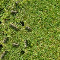 Grass Seed 101: Everything you Need to Know About Lawn Aeration