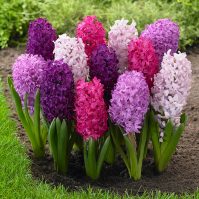 The Best Bulbs to Plant for Early Spring Flowers