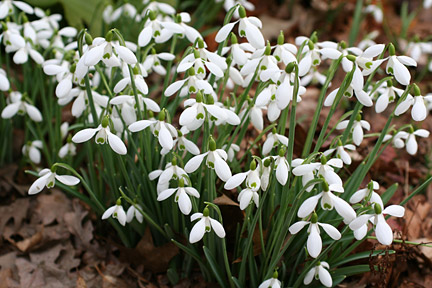 Early Spring Flowers: Plant Early Blooming Spring Flowers In The