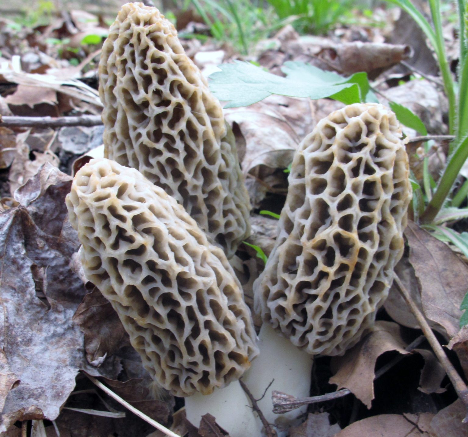 Morel Mushrooms The Basics