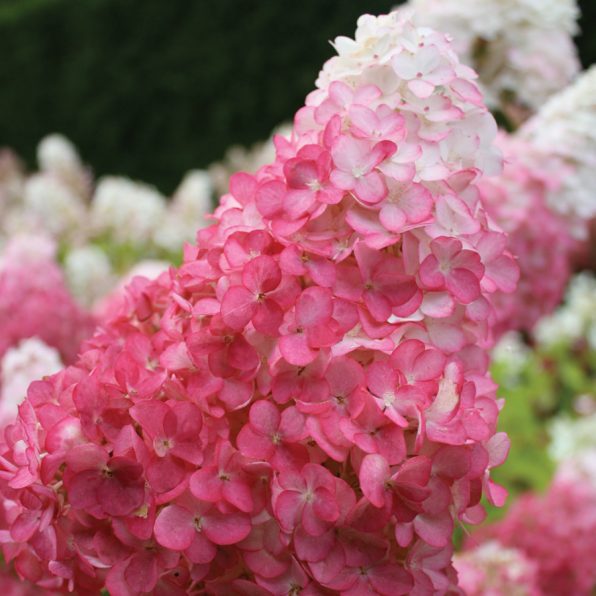 Top Tips For Hydrangea Tree Care