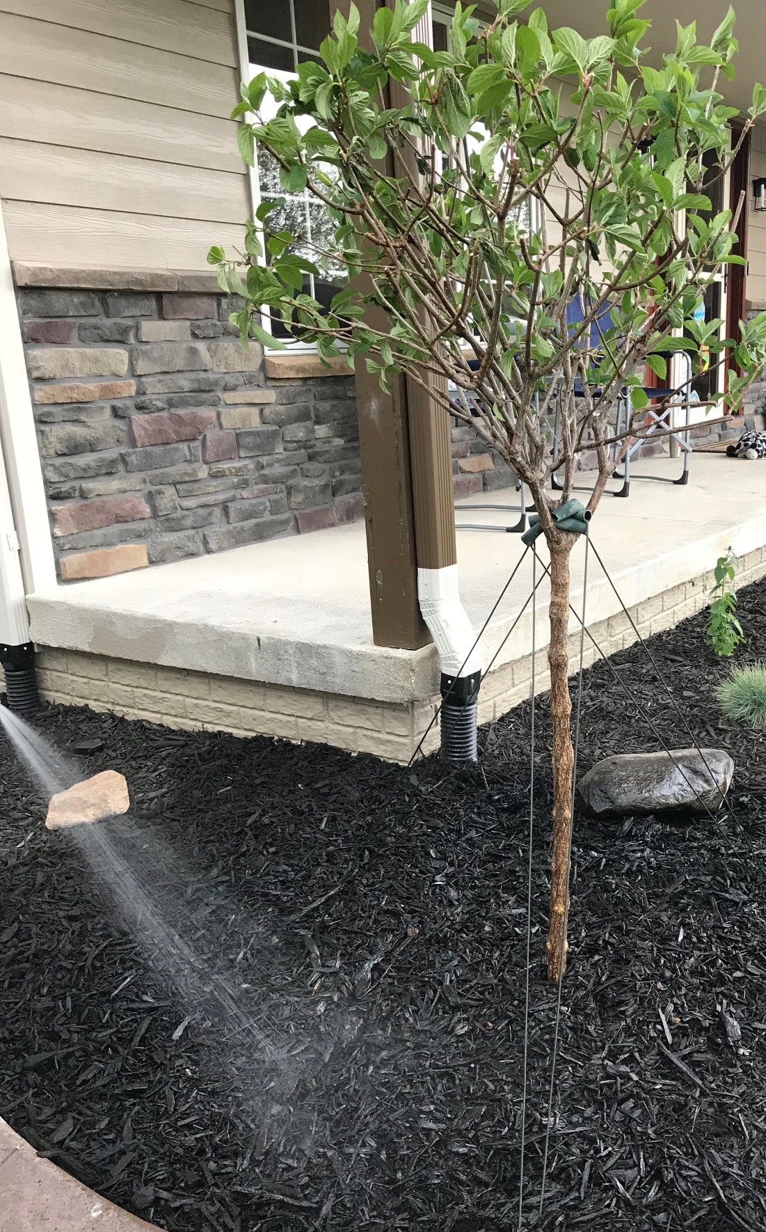 Top Tips for Hydrangea Tree Care