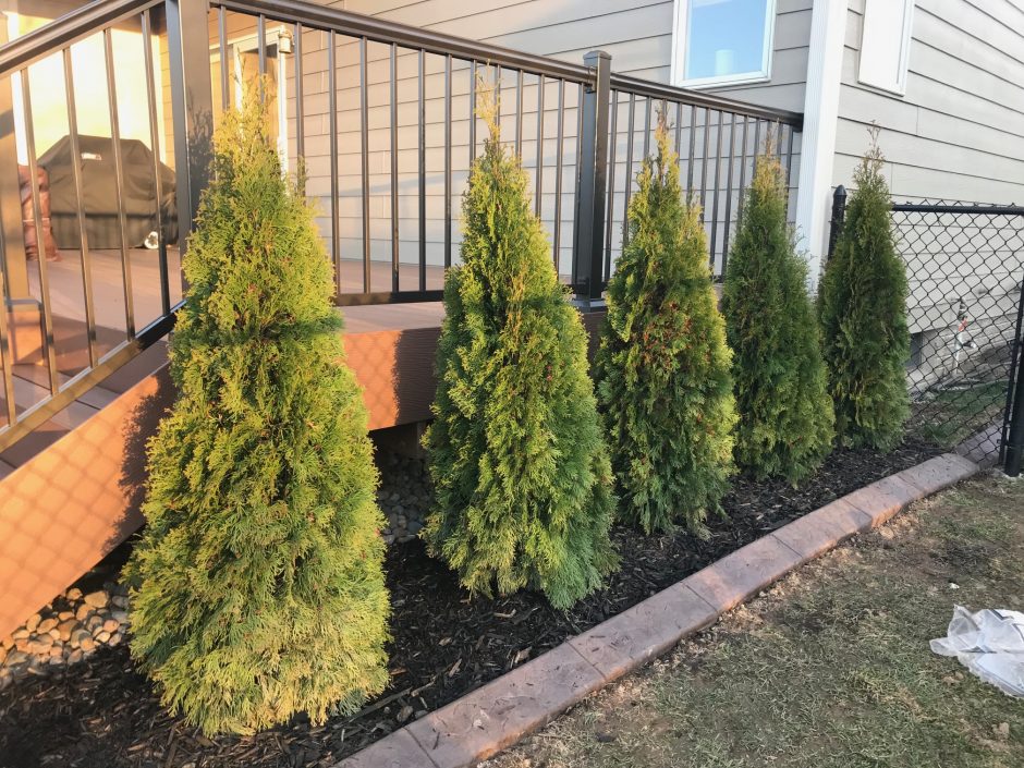 Everything You Need To Know About The Emerald Green Arborvitae Tree