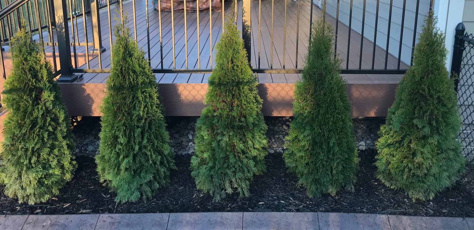 Everything You Need To Know About The Emerald Green Arborvitae Tree