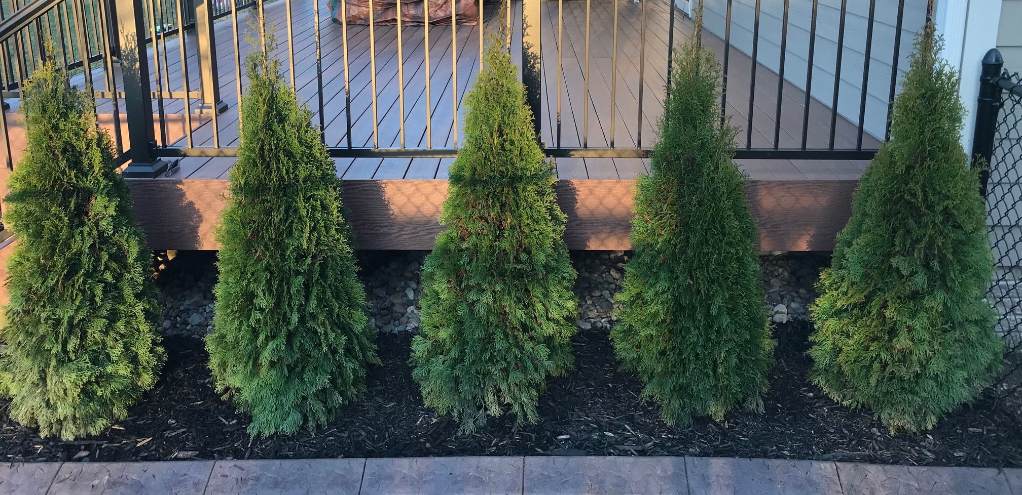 Everything You Need to Know About the Emerald Green Arborvitae Tree