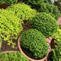 Everything You Need to Know About Selaginella Care