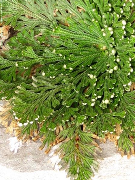 Everything You Need to Know About Selaginella Care