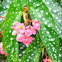 How to Care for Your Angel Wing Begonia