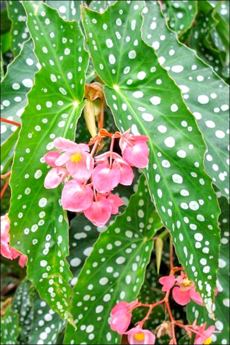 How To Care For Your Angel Wing Begonia