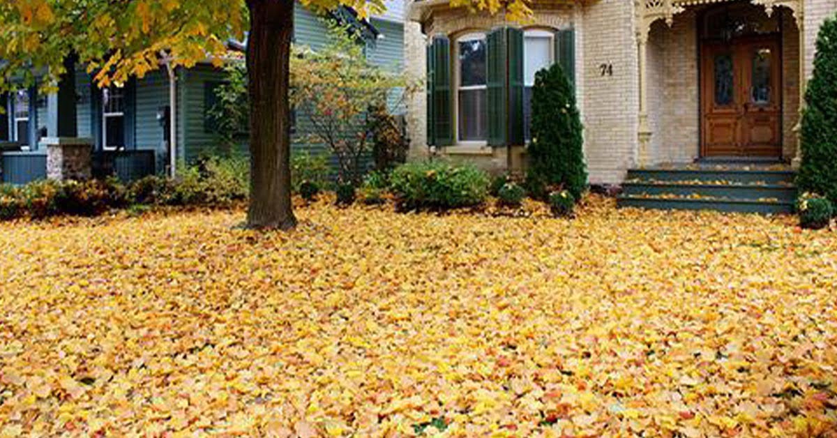 What Should I Do with All These Fall Leaves?