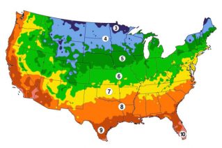 Your Guide to Knowing the Best Time to Plant Roses